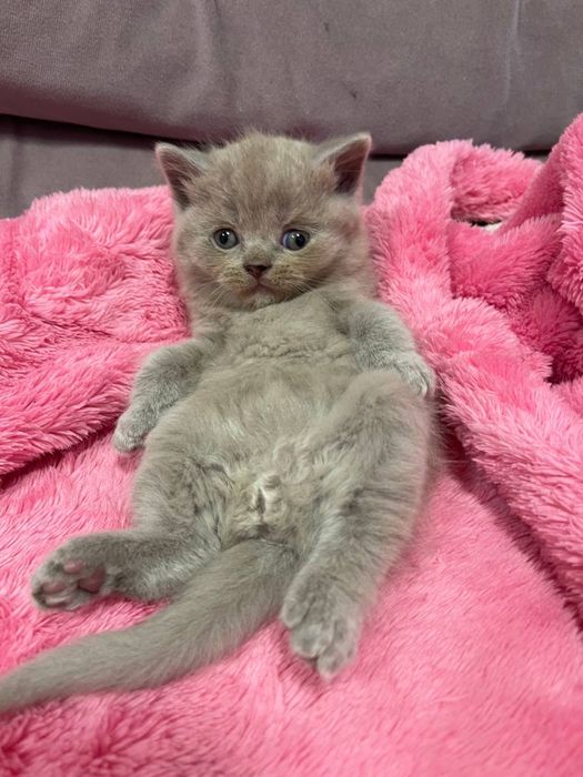 Шотландські висловухі кошенята/scottish fold