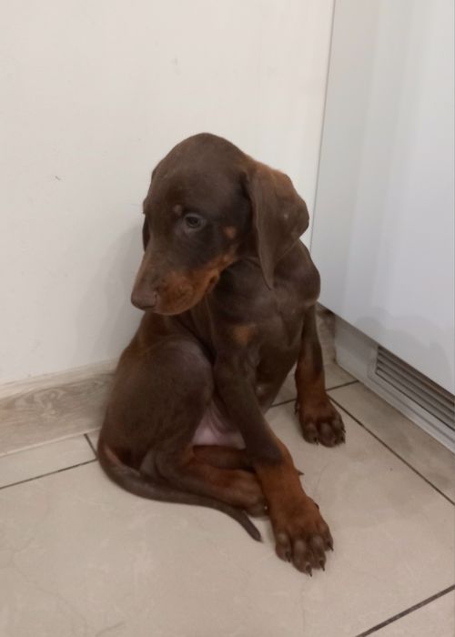 Doberman suczka czekoladowa