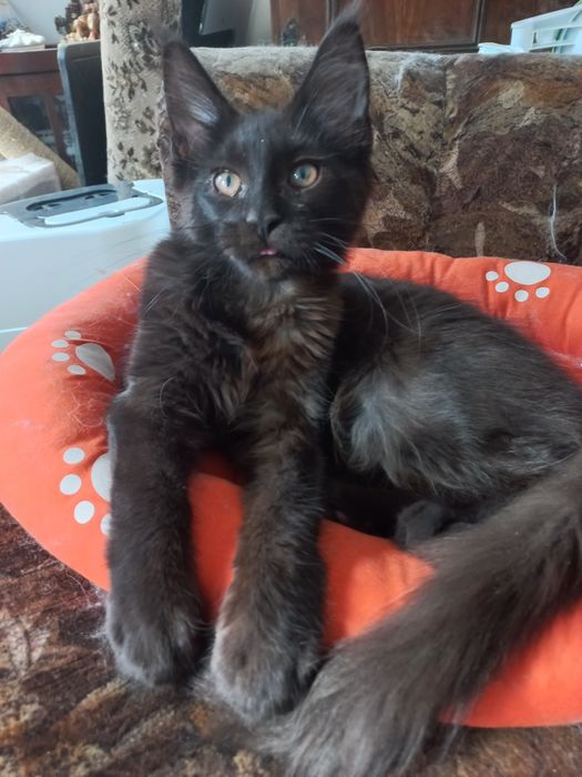 Kocurek Maine Coon