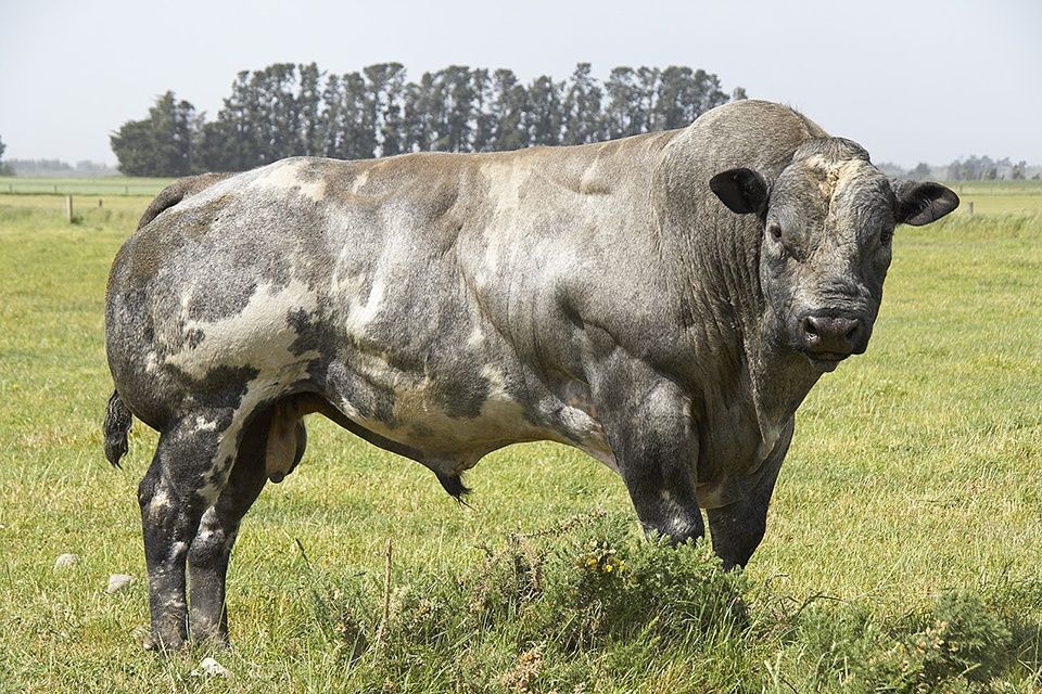 Skup bydła rzeźnego