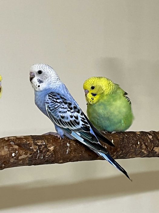 Papuga Falista młode osobniki, różne kolory