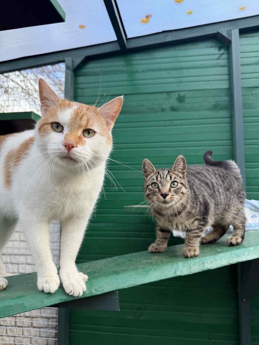 Przeuroczy Fionek poleca się do adopcji!