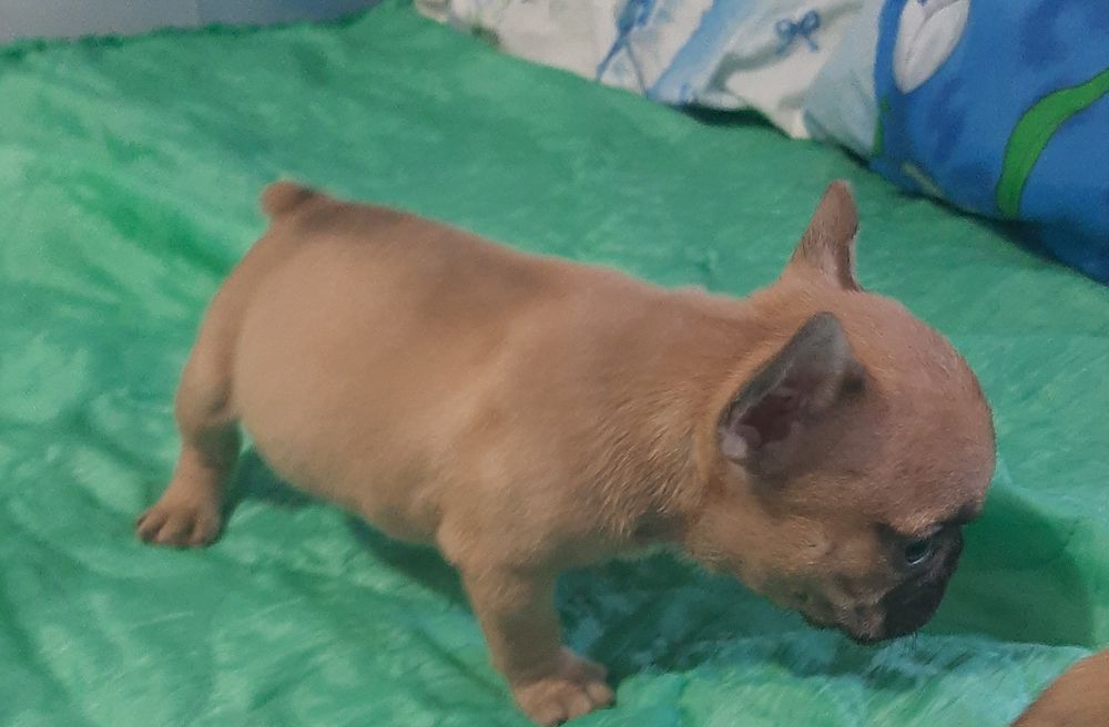 Цуценята  французского  бульдога