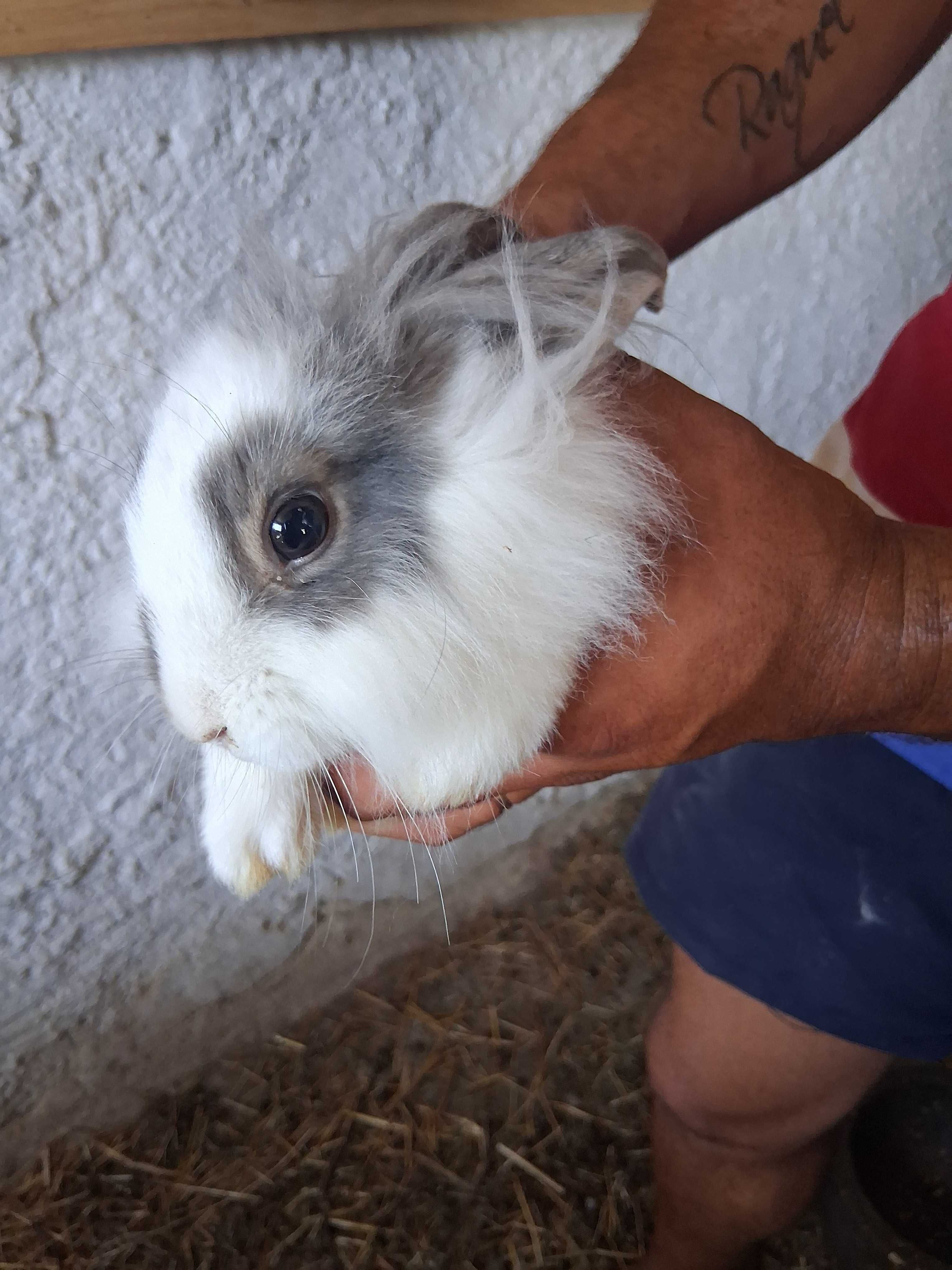 Coelhos de estimação