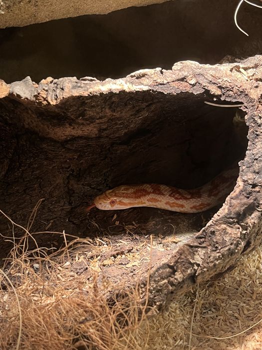 Sprzedam węża zbożowego, samice, razem z terrarium