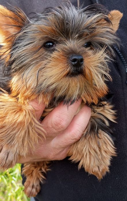 Szczeniak York Terrier. Miniaturka. Piesek