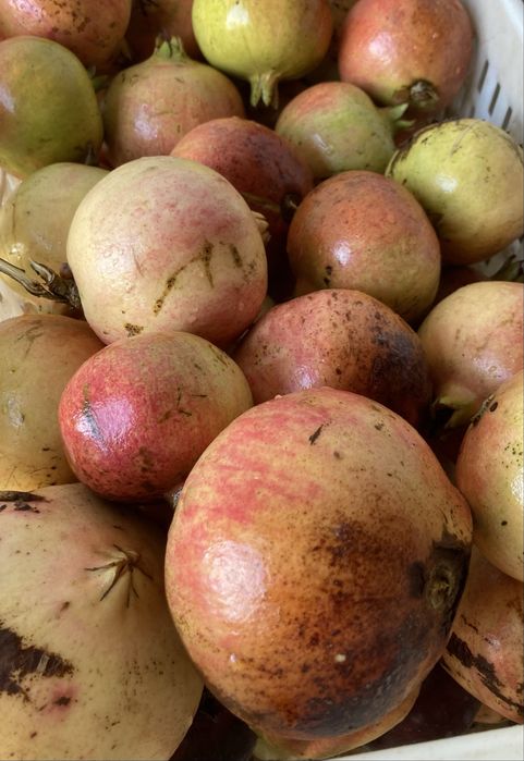 Fruta deliciosas ROMÃS para saladas e sumos