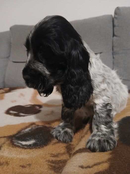 Sunia blue roan cocker spaniel angielski