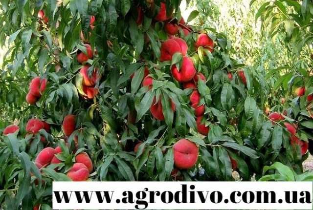 Саджанці плодових дерев, кущів, троянд на agrodivo.com.ua
