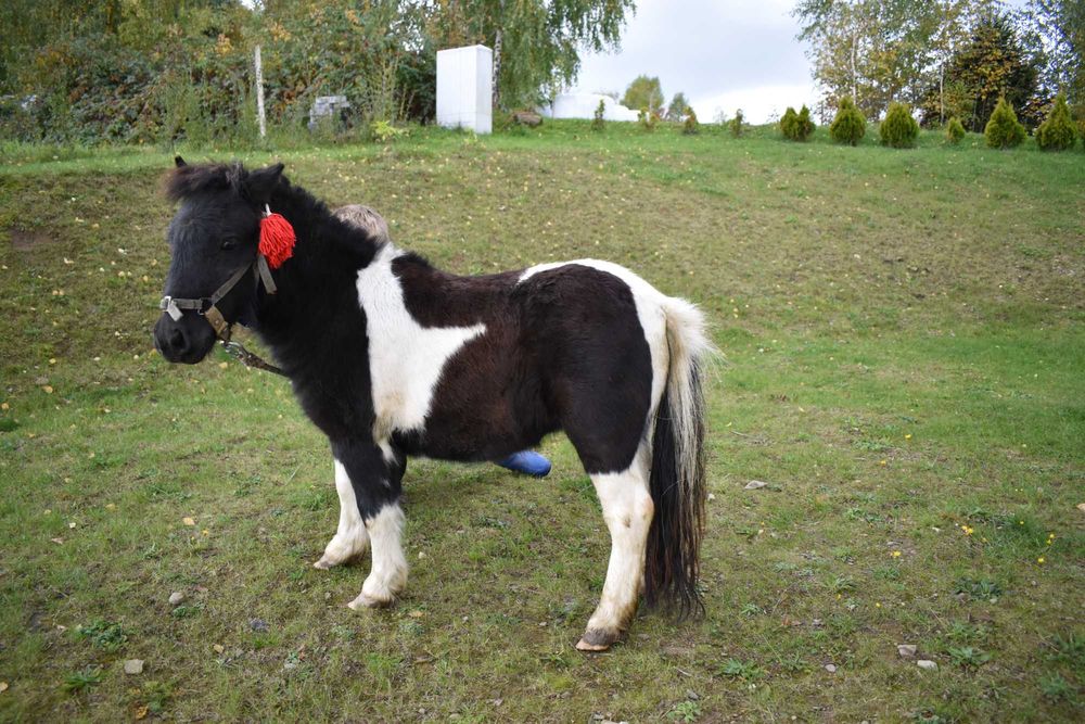 Sprzedam Konika Polskiego