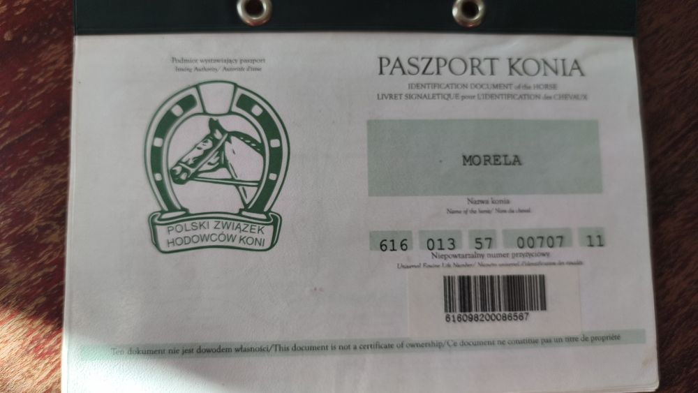 Kucyk klaczka bardzo spokojna