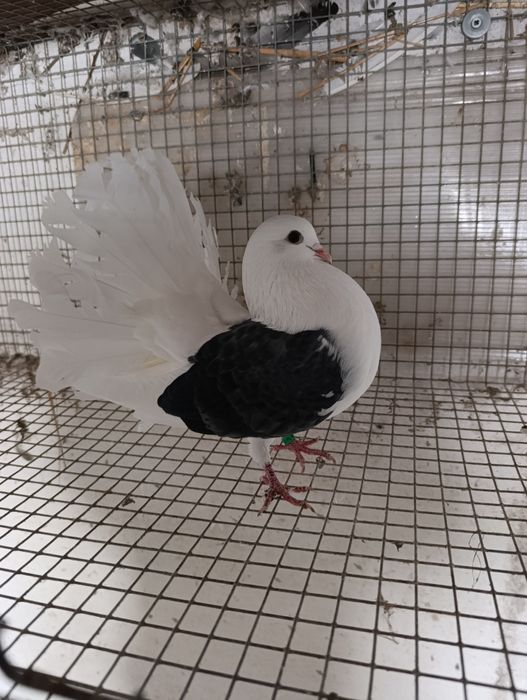 Gołębie Pawiki boki czarne