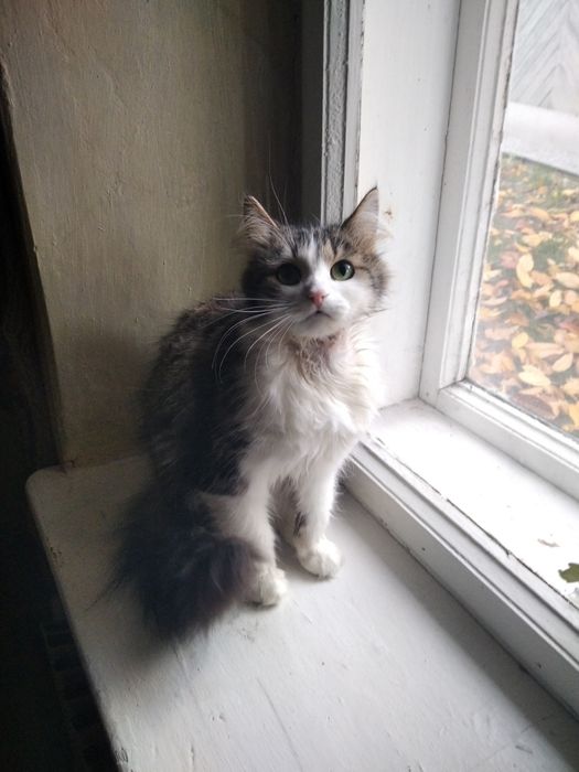 Трёхцветная киса ищет хозяина