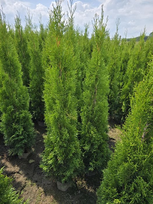 Tuja Smaragd 180 cm Dostawa gratis tuje 120 szmaragd brabant Toruń