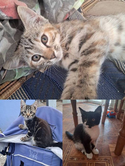 Шикарные котята ищут дом
