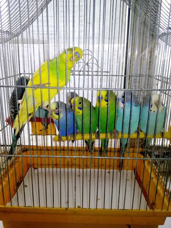 Яркие попугайчики от стресса