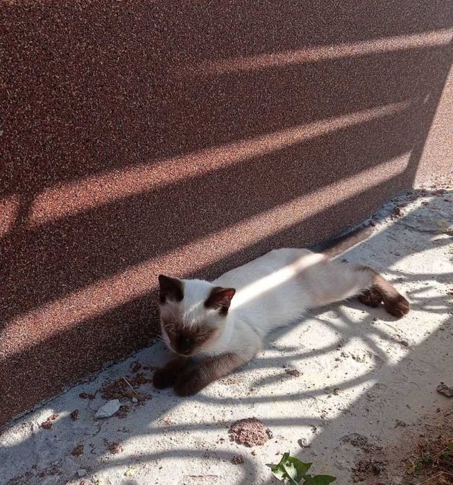Породисті сіамські кошенята