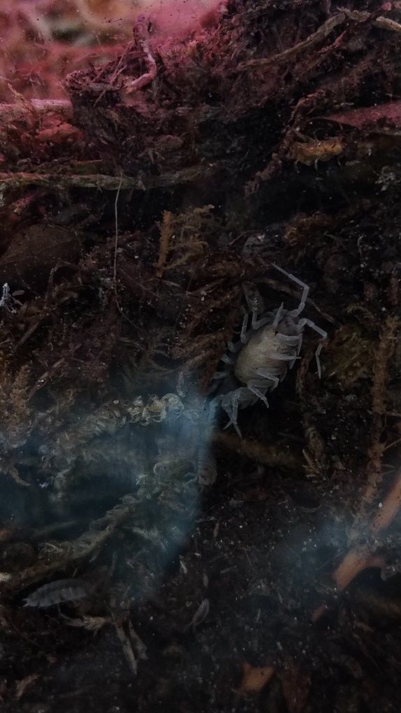 Isopods ( Bicho da Conta )