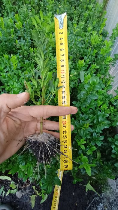 Самшит. Укоріненні живці самшиту. 15-20 см.