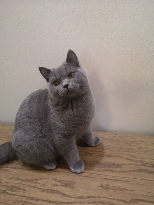 Kocurek brytyjski Umi Felis Polonia rodowód, kotka