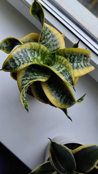 Сансевієрія Ханні Голден Маргіната Цунамі Люсіль Полан