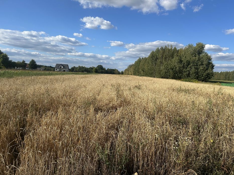 Orkisz zboże ekologiczna uprawa pszenica orkiszowa jara Wirtas