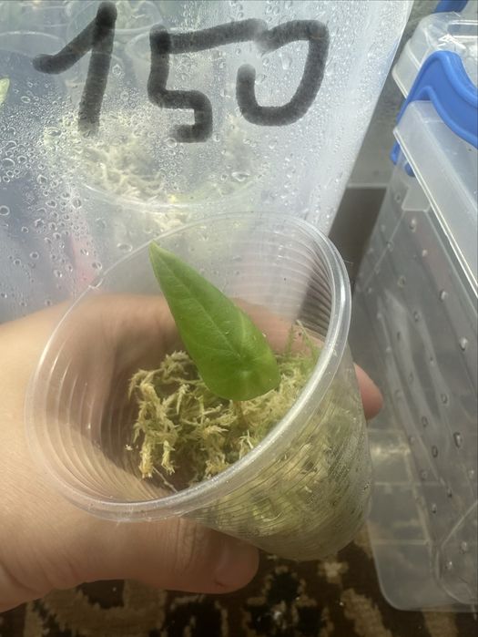 Продам алоказії і рідкісний епіпремнум