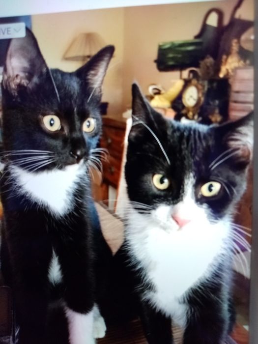 Kocurki do adopcji