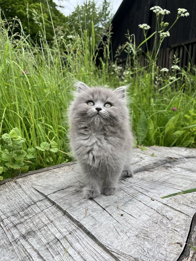 Котята британские с документами!