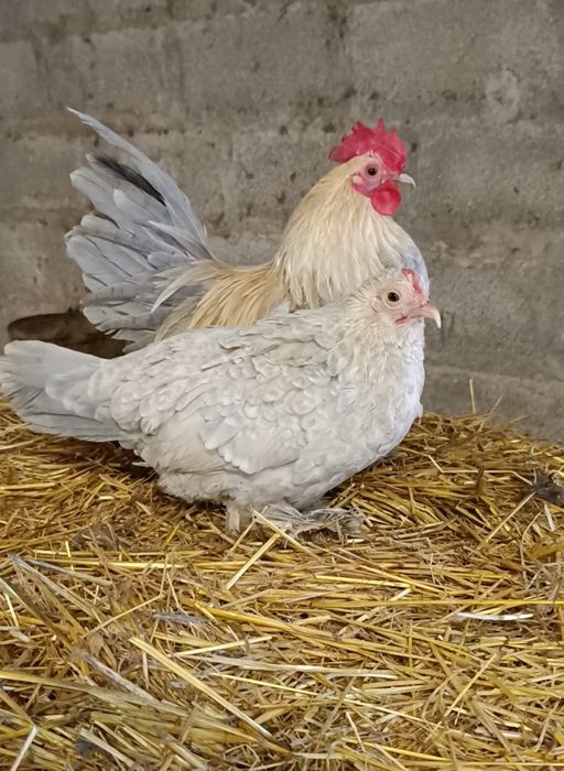 Pintos calçada holandesa