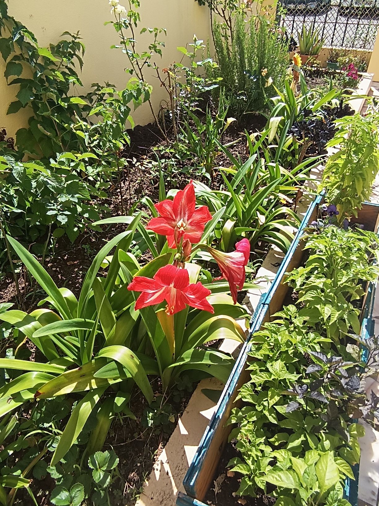 varias plantas .
