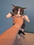 Koteczka rasy Maine Coon!!!