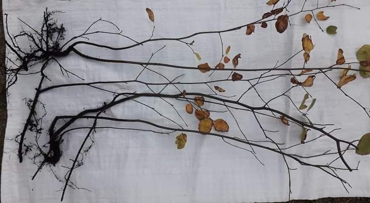 Ірга звичайна широколиста -канадська