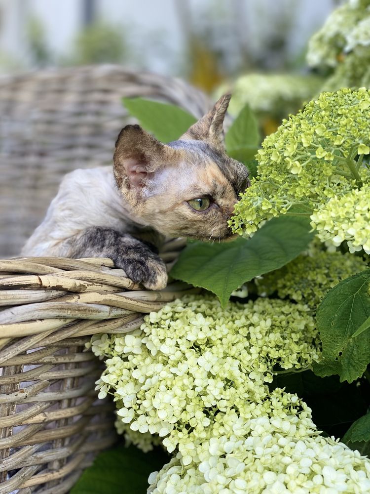 Harmony Calvados*PL  Kochana dziewczynka Devon Rex - zapytaj o filmiki