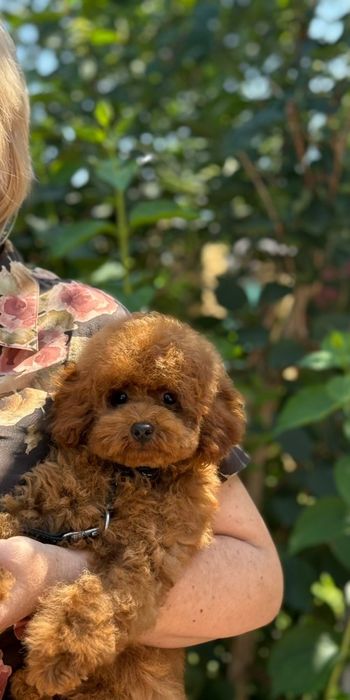 Хлопчик Той пудель