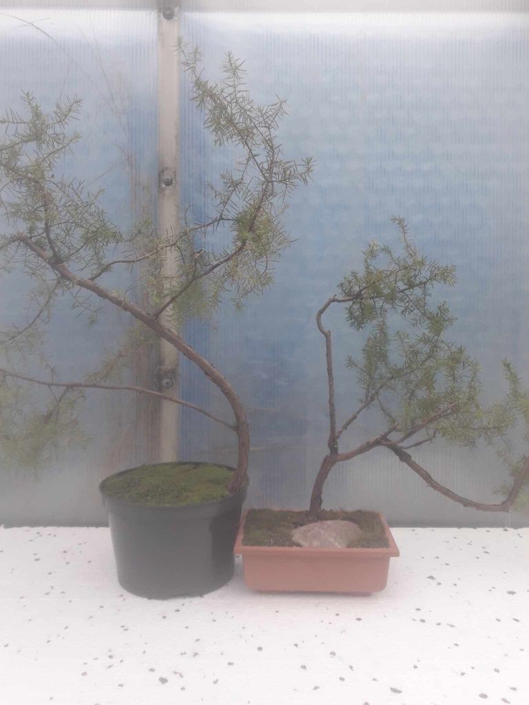 Sprzedam Drzewko Bonsai