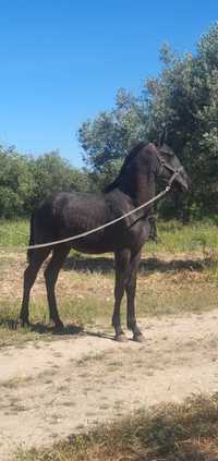 Poldro 12 Meses, pais Lusitanos