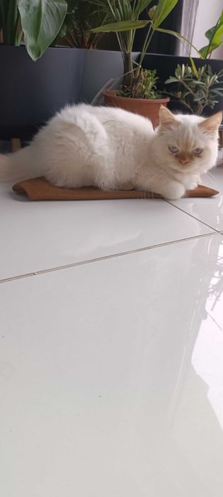 Kot perski kocur oddam