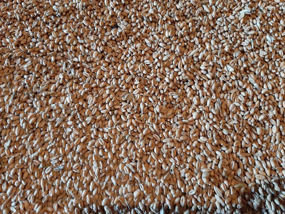 Pszenica Euforia 2025