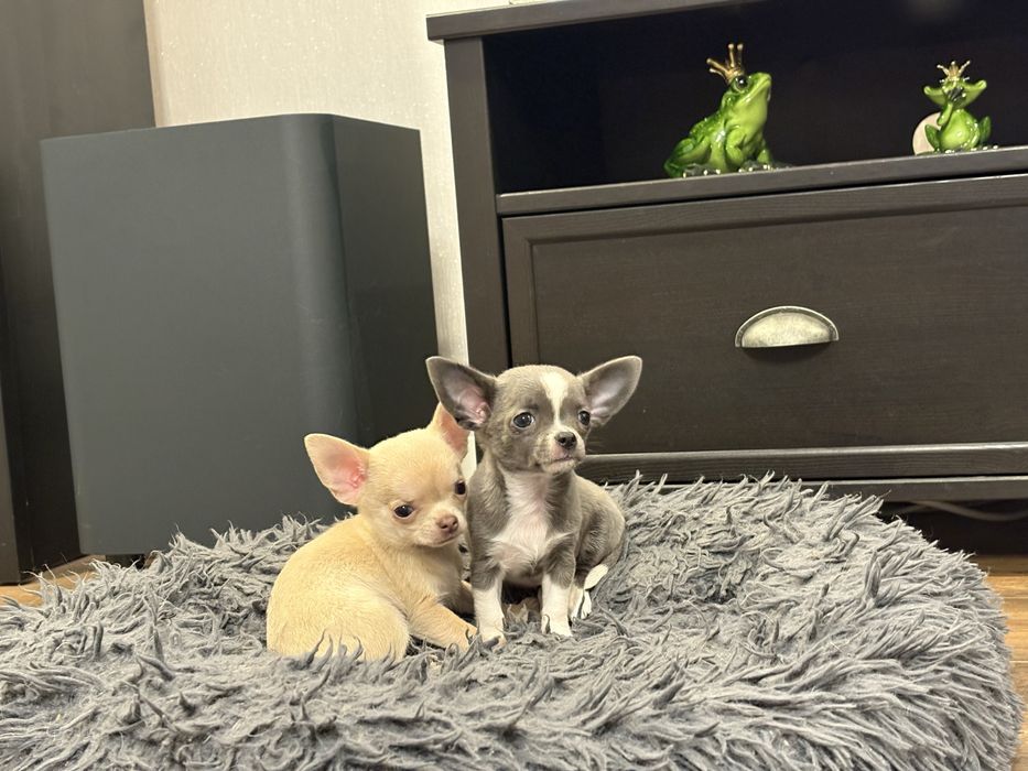 Chihuahua piesek biszkoptowy rodowód
