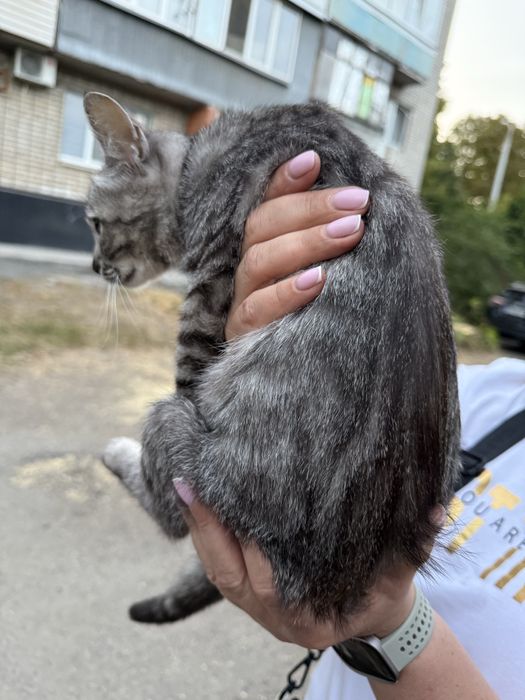 Кошечка ищет семью