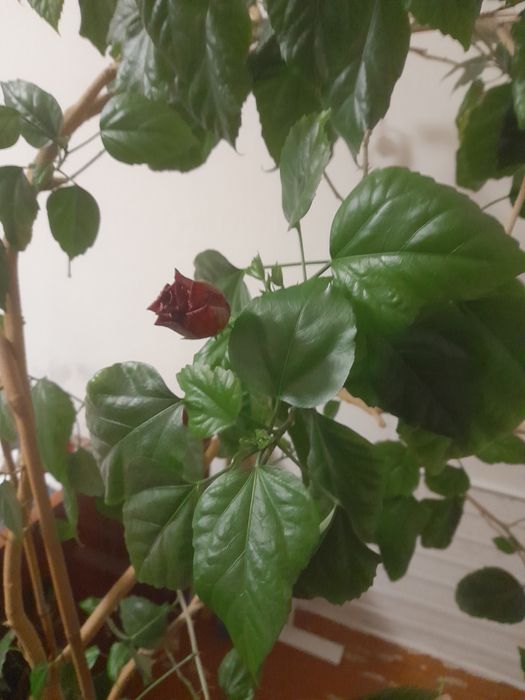 Цветы комнатные, роза, денежное дерево, герань