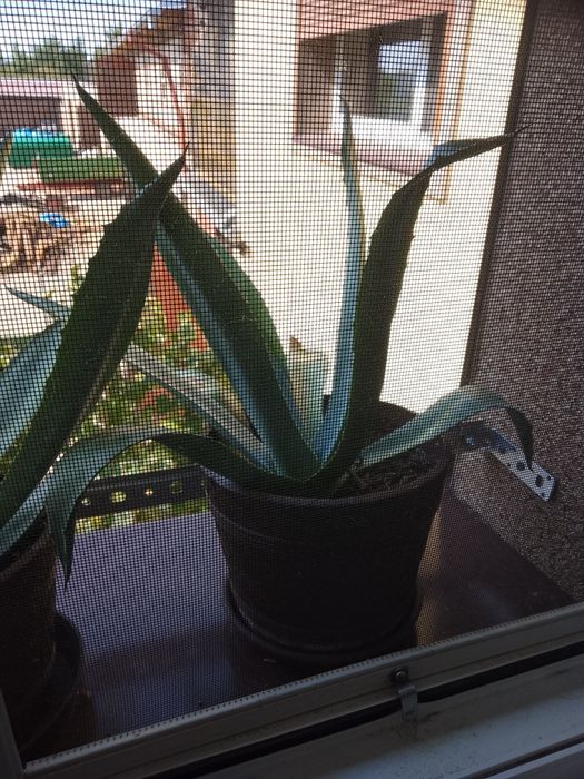 Kwiaty agawa meksykańska