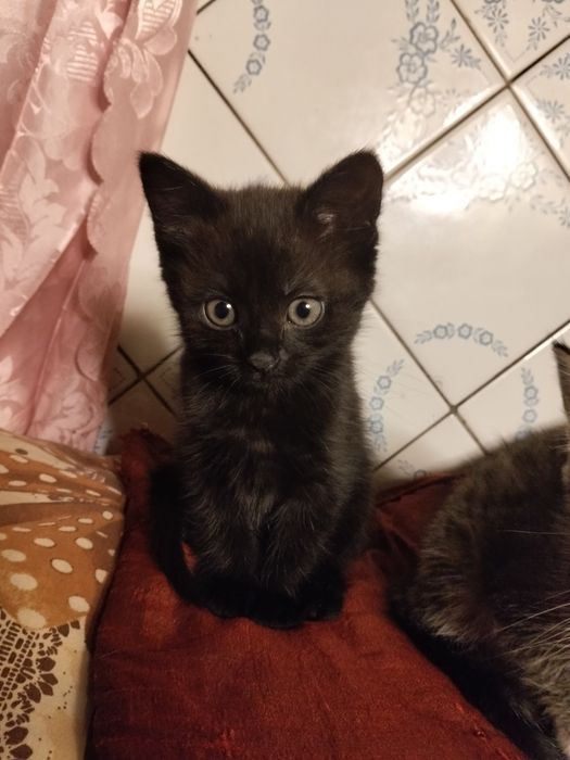 Віддам безкоштовно кошенят