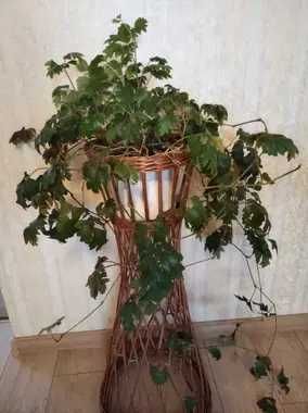 Zestaw kwiaty - paprotka ,kalia i papirus, Bluszcz