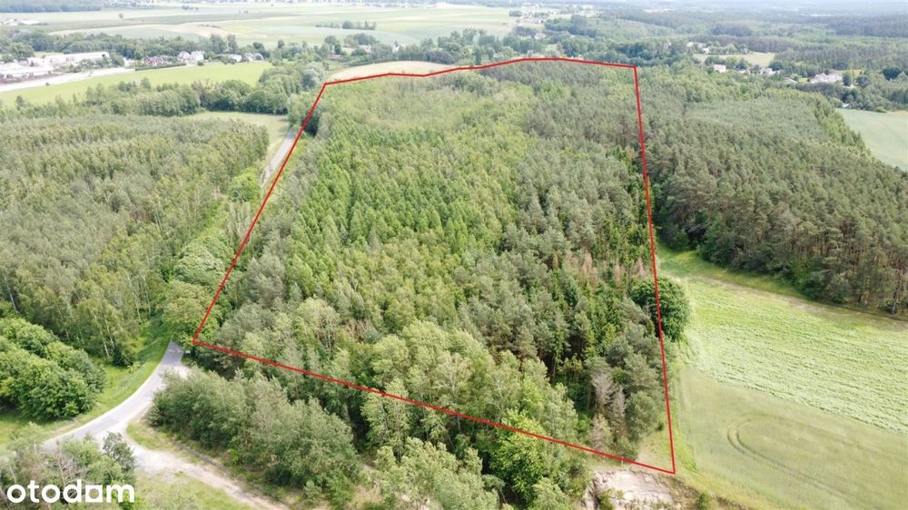 12 ha lasu z linią brzegową jeziora