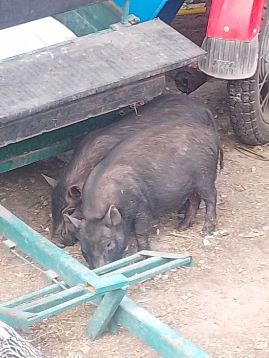 Продам в'єтнамських поросят