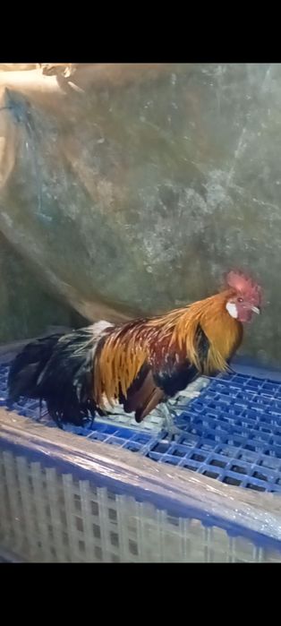 Galinhas Fênix douradas