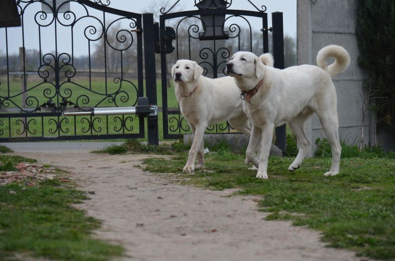 Akbash Dog Turecki Stróż .Rasy Tureckie Akbash Kangal Malakli.