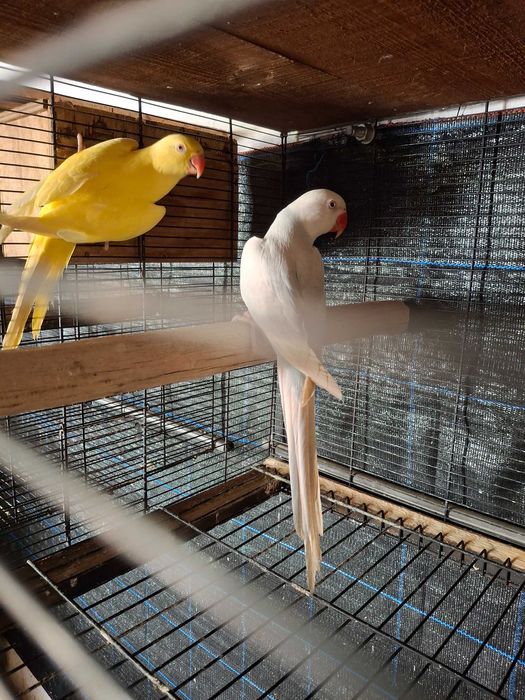 Lote de ring neck e loris